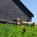 Im Blockhaus Metzler Lägenhet